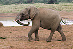 African elephant