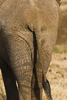 African elephant bum