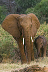 African elephants