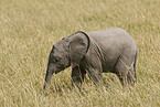 African elephant baby