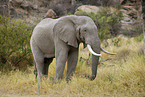 african elephant