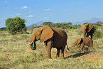 african elephants