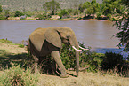 african elephant