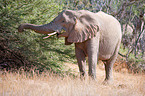 African elephant