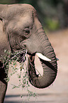 African elephant