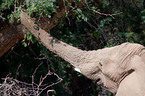 African elephant
