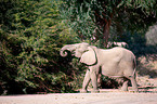 African elephant
