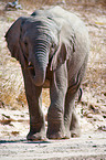 African elephant