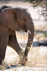 African elephant