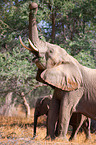 African elephant