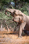 African elephant