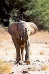 African elephant