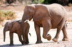 African elephants