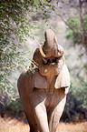 African elephant