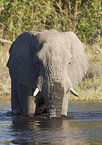 African elephant