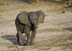 African elephant