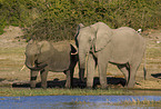 African elephants