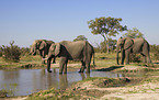 African elephants