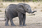young African elephant