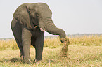 african elephant