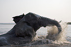 bathing african elephant