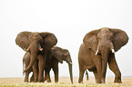 african elephants