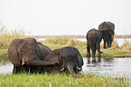 bathing african elephants