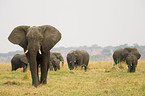 african elephants