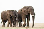 african elephants