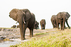 african elephants