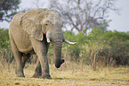 african elephant