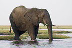 bathing african elephant