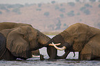 bathing african elephants