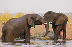 bathing african elephants