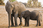 african elephants