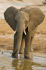 african elephant