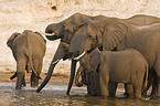 african elephants