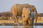 african elephants