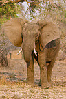 african elephant