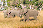 african elephants