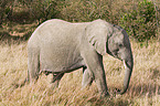 african elephant