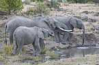 african elephants