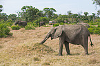 african elephants