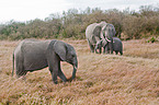 african elephants