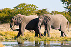 African elephants