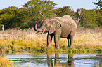 African elephant