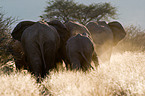 African elephants