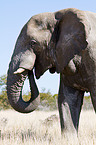 African elephant