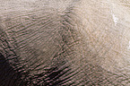 African elephant