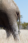 African elephant